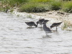 Pluvialis squatarola