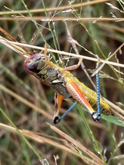 Phoetaliotes nebrascensis