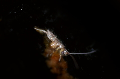 Entomobryomorpha