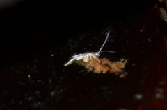 Entomobryomorpha