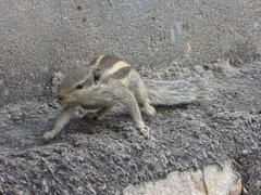 Funambulus pennantii