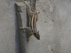 Funambulus pennantii