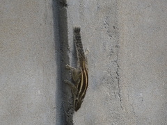 Funambulus pennantii