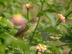 Acrocephalus dumetorum