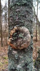 Agrobacterium radiobacter