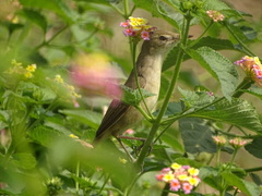 Acrocephalus dumetorum