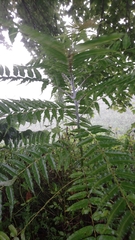 Zanthoxylum ailanthoides ailanthoides