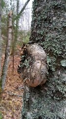 Agrobacterium radiobacter