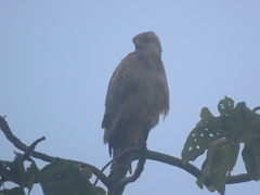 Buteogallus meridionalis