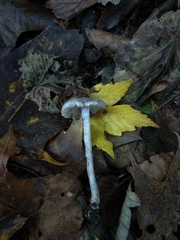 Inocybe lilacina