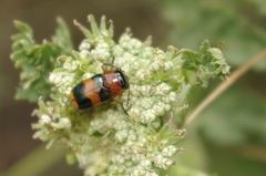 Coptocephala