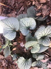 Brunnera