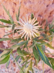 Xanthisma grindelioides