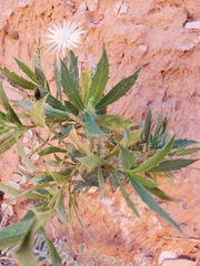 Xanthisma grindelioides