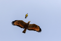 Buteogallus meridionalis