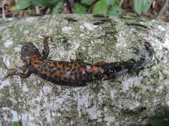 Triturus cristatus