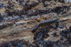Raphidiidae