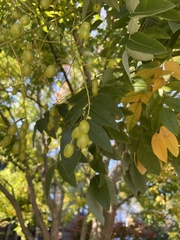 Styphnolobium japonicum