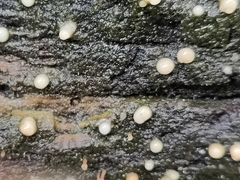 Helicogloea compressa