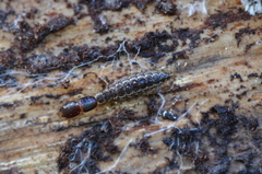 Raphidiidae