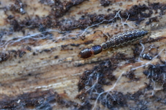Raphidiidae