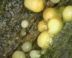 Helicogloea compressa