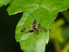 Synanthedon