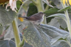 Acrocephalus scirpaceus