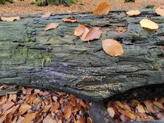 Helicogloea compressa