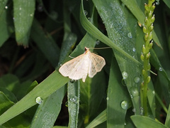 Polygrammodes flavidalis