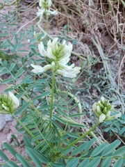 Astragalus praelongus