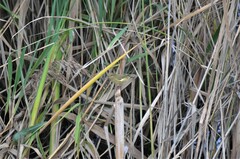 Phylloscopus collybita