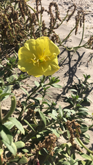 Oenothera drummondii