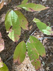 Oxydendrum