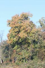 Liquidambar formosana
