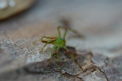 Diaea dorsata