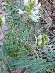 Astragalus praelongus