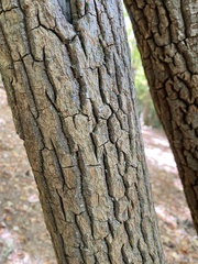 Oxydendrum