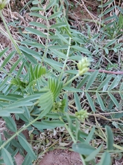 Astragalus praelongus