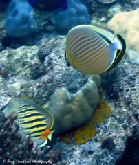 Chaetodon pelewensis