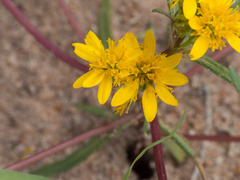 Pectis angustifolia