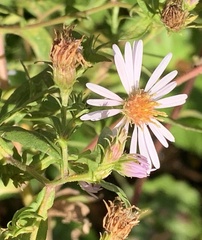 Symphyotrichum puniceum