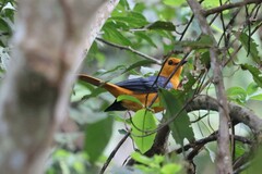 Cossypha natalensis intensa