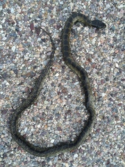 Lampropeltis splendida