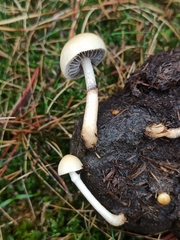 Protostropharia semiglobata