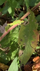 Symphyotrichum puniceum