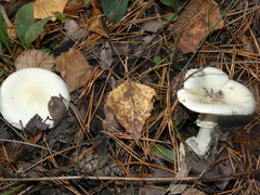 Amanita citrina