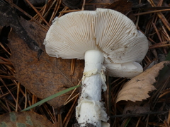 Amanita citrina