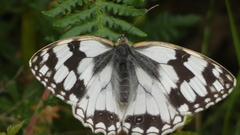 Melanargia lachesis