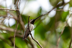 Heliomaster longirostris